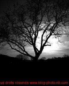 Arbre sur fond de coucher de soleil - Côte d'or, Bourgogne