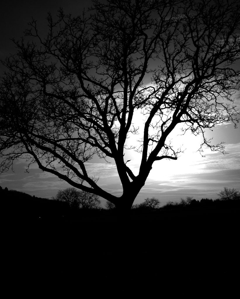 Photo noir et blanc d'un arbre, Bourgogne