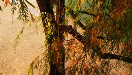 Photo d'un arbre aux couleur automnales, Lyon