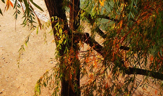 Photo d'un arbre aux couleur automnales, Lyon