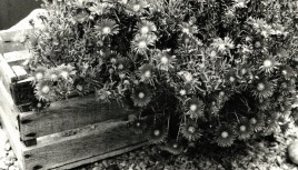 Photo noir et blanc d'une cagette de fleurs, Vaucluse