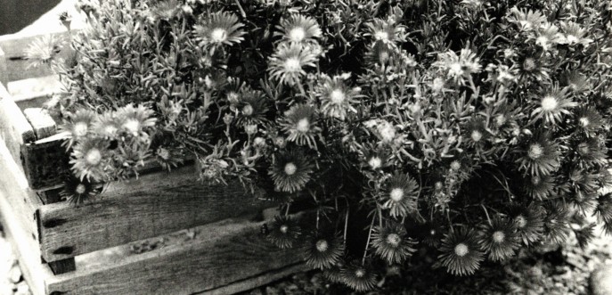 Photo noir et blanc d'une cagette de fleurs, Vaucluse