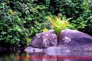 Zen Garden, Cameroun