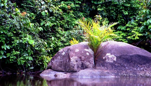 Photo couleur forêt tropicale - Cameroun