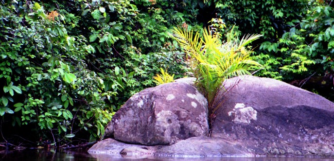 Photo couleur forêt tropicale - Cameroun