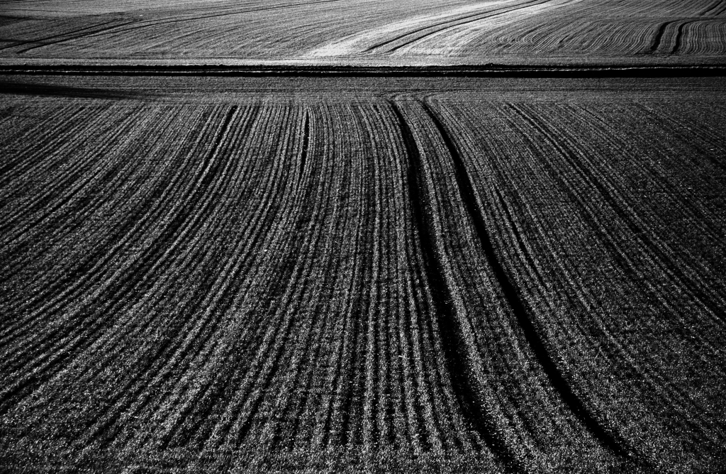 Photo noir et blanc d'un champ de blé d'hiver, Côte d'Or