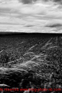 Champ de maïs en Haute Saône