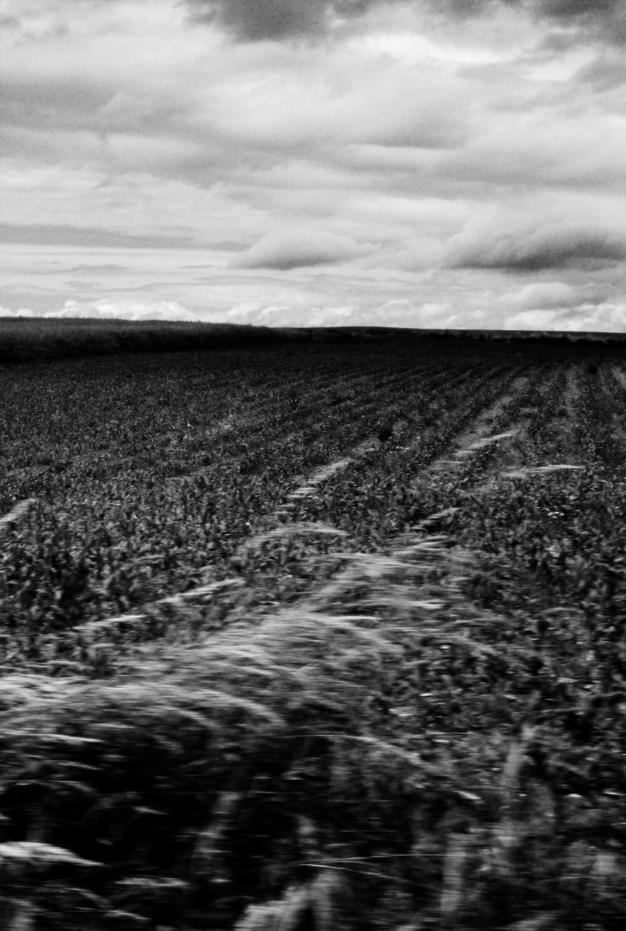 Photo noir et blanc de champ de maïs, Haute Saône