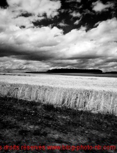 Champ de blé en Haute Saône