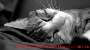 La vie rêvée des chats : manger - dormir !