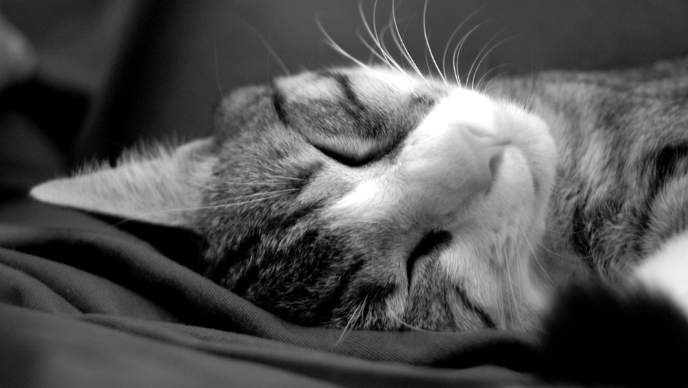 Photo noir et blanc de chat