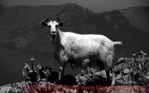 Les chèvres Corse : en liberté vers Piana
