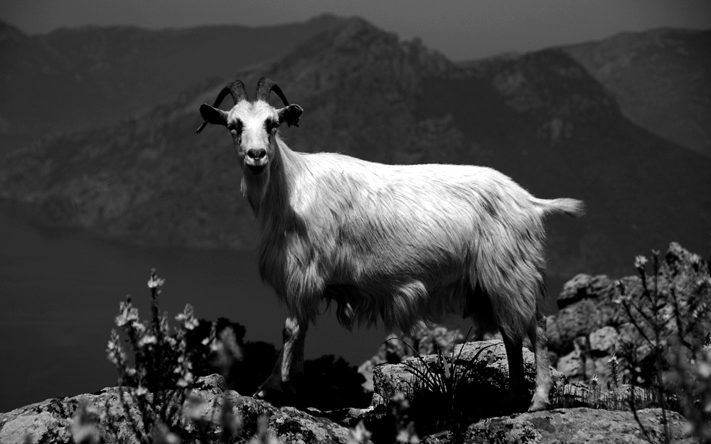 Photo noir et blanc de chèvres en liberté - Corse, vers Piana