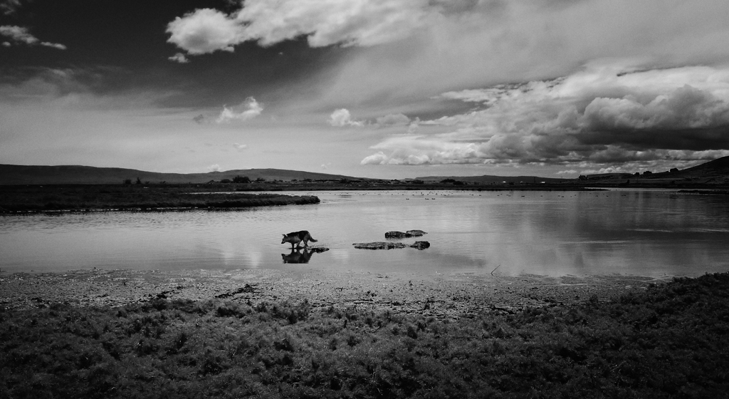 Photo noir et blanc d'un chien errant, Argentine