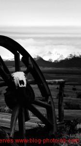 Crane de buffle sur fond de montagne. El Calafate, Argentine