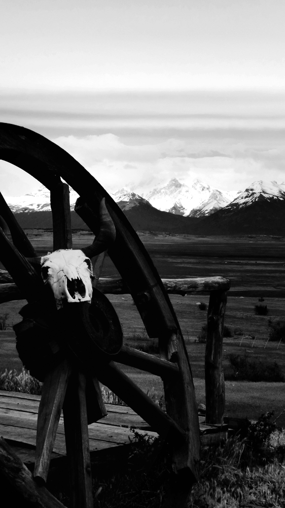 Photo noir et blanc d'un crâne de buffle, Argentine