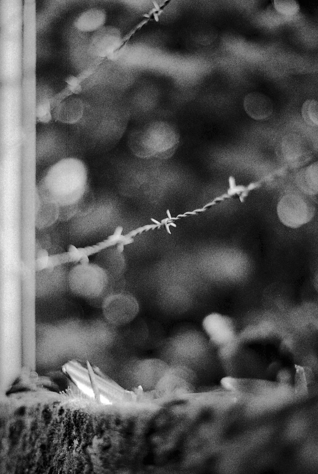 Photo noir et blanc de fil de fer barbelé, sur les hauteurs de Lyon