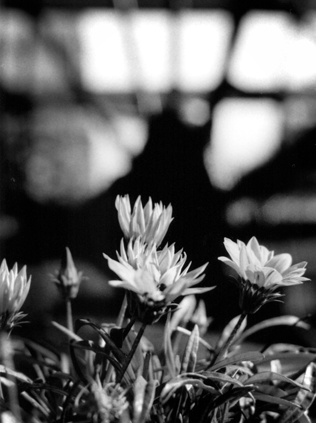 Photo noir et blanc de fleur, Vaucluse (83)