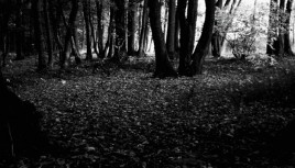 Photo noir et blanc forêt du parc de Lacroix Laval, Lyon