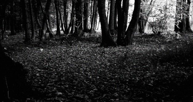 Photo noir et blanc forêt du parc de Lacroix Laval, Lyon