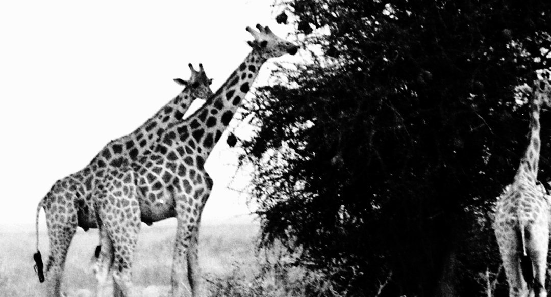 Photos noir et blanc de girafes, Waza - nord Cameroun