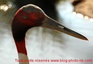 Une jolie grue à tête rouge au Parc des Oiseaux de Villars les Dombes