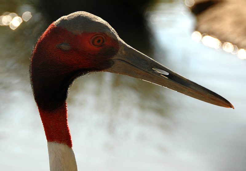 Grue à tête rouge (parc des oiseaux, Villars les Dombes)