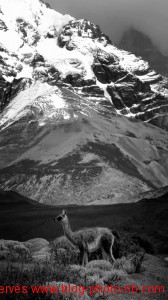 Un lama dans son milieu naturel : les montagnes, Argentine