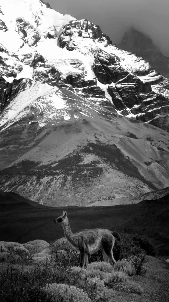 Photo noir et blanc d'un lama, Chili