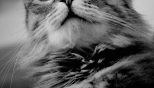 Photo noir et blanc de chat "Punky"