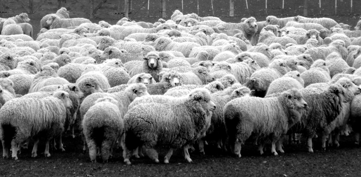 Photo noir et blanc dun élevage de moutons, Argentine