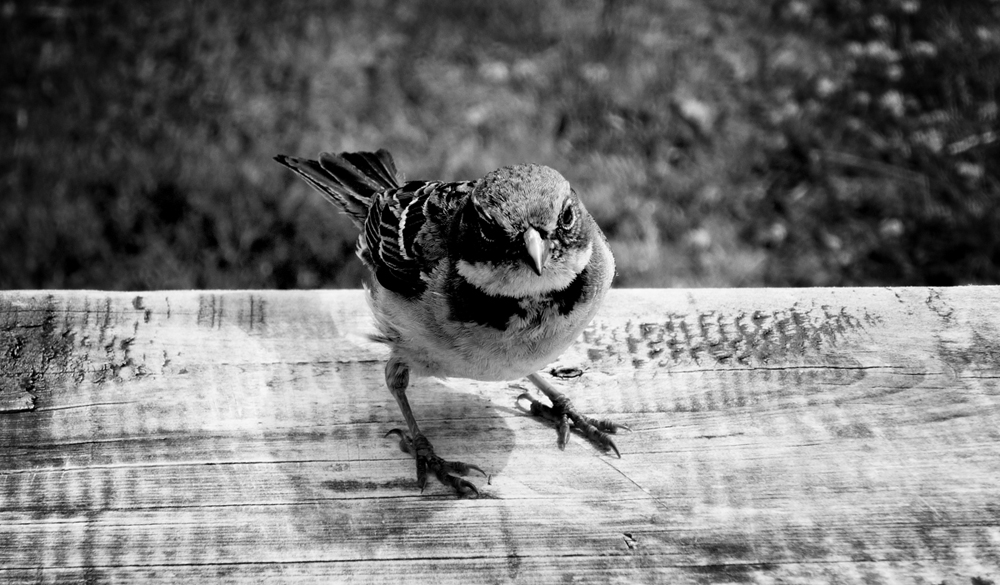 Photo noir et blanc d'un oiseau (Bruant Chingolo), Argentine