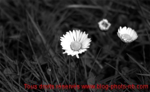 Paquerettes, la nature se réveille au printemps