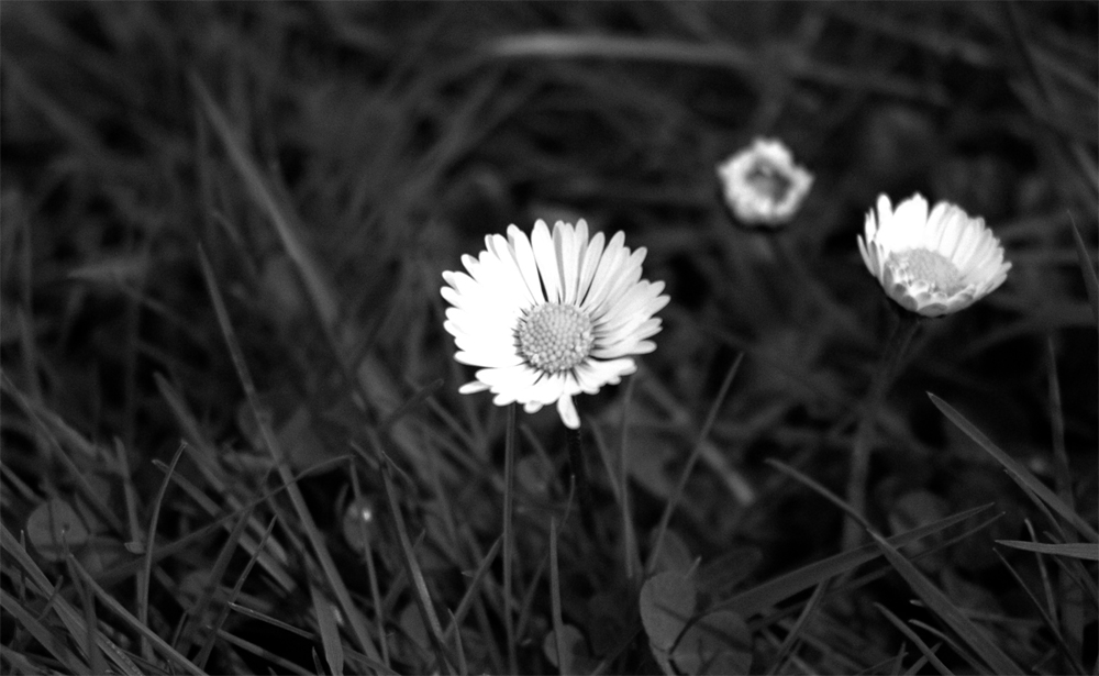 Photo argentique noir et blanc de paquerettes