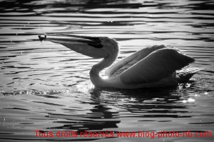 Pélican en pleine partie de pêche - Parc des Oiseaux, Villars les Dombes