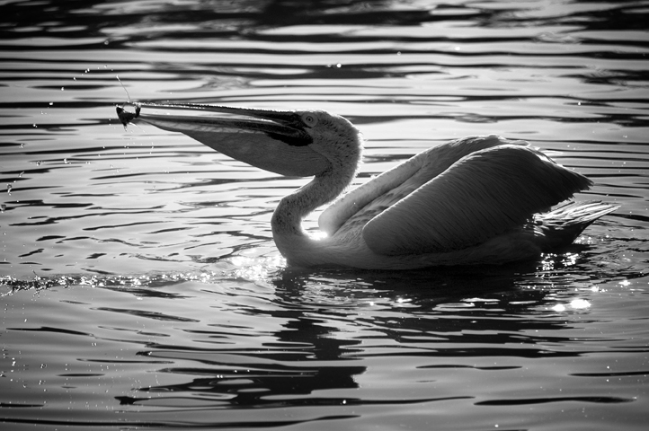 Photo noir et blanc de pélican