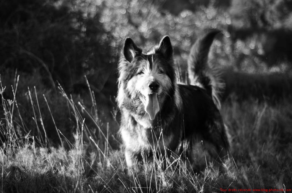 Photo noir et blanc de chien dans la nature