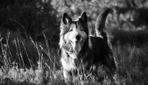 Photo noir et blanc de chien dans la nature