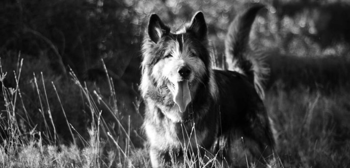 Photo noir et blanc de chien dans la nature