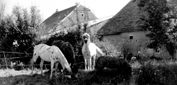 Photo noir et blanc de chevaux, Haute-Saône