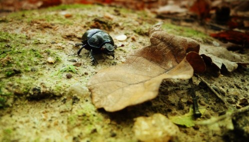 Photo couleur petit scarabée