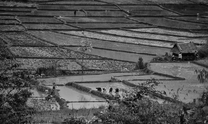 Rizières et paysans au nord ouest du Laos