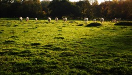 Photo couleur de vaches en Haute-Saône