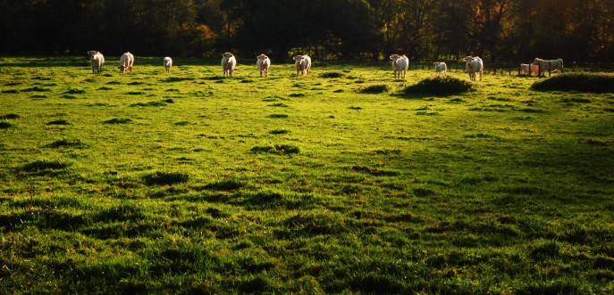 Photo couleur de vaches en Haute-Saône