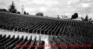 Ballade dans les vignes de Fixin - Bourgogne