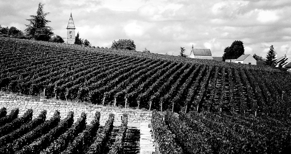 Photo noir et blanc d'un vignoble à Fixin - Bourgogne