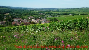 Vignoble bourguignon : les vignes de Santenay - Saône et Loire, Bourgogne