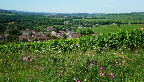 Photo couleur des vignes à Santenay, Bourgogne