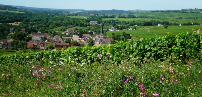 Photo couleur des vignes à Santenay, Bourgogne
