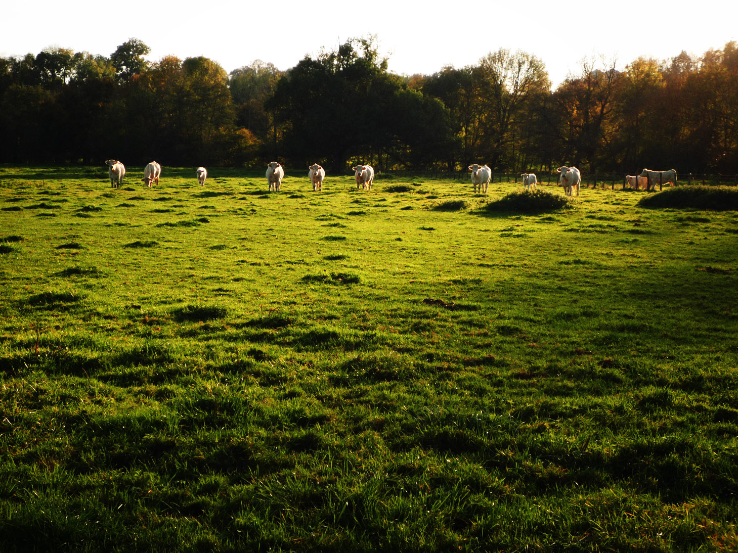 http://www.blog-photo-nb.com/wp-content/uploads/2008/10/vaches-pres-haute-saone.jpg